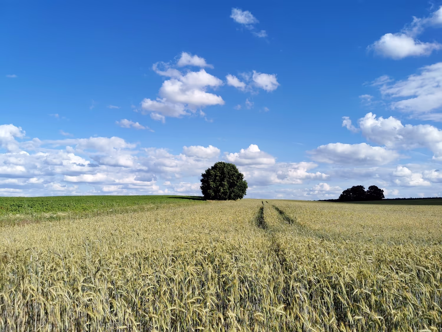 Landschaft von Steuerberaterin Janine Schlacht